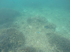 Acanthurus leucosternon