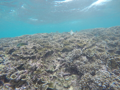 Thalassoma jansenii
