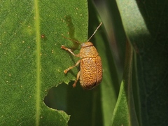 Cadmus calomeloides