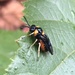 Melaleuca Sawfly - Photo (c) toohey-forest-wildlife, some rights reserved (CC BY-NC), uploaded by toohey-forest-wildlife