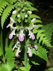 Stachys geobombycis