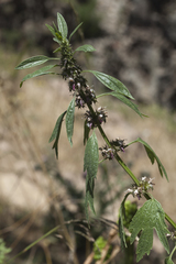 Leonurus turkestanicus