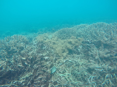 Apolemichthys xanthurus