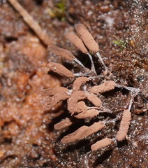 Stemonitopsis typhina