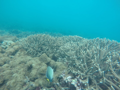 Apolemichthys xanthurus