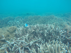 Acanthurus leucosternon