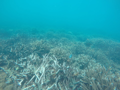 Acanthurus leucosternon