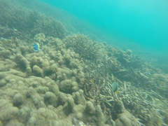 Acanthurus leucosternon