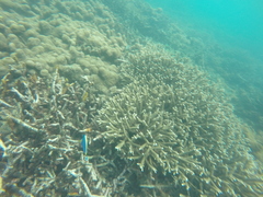 Acanthurus leucosternon