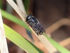 Eumerus obliquus