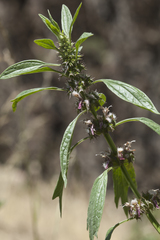 Leonurus turkestanicus