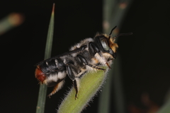 Megachile ignita
