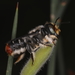Megachile ignita - Photo (c) Kerry Stuart, algunos derechos reservados (CC BY-NC), subido por Kerry Stuart
