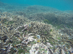 Chaetodon trifasciatus