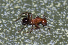 Camponotus discolor