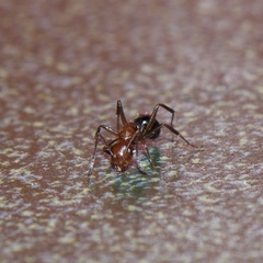 Camponotus discolor