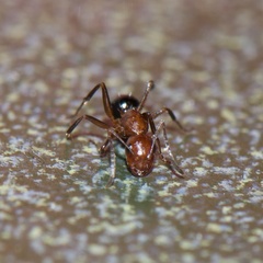Camponotus discolor