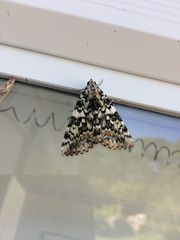 Catocala connubialis