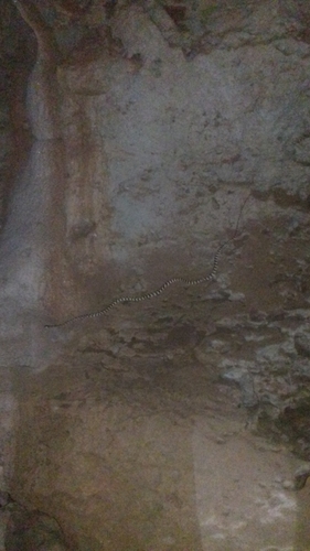 Brown Tree Snake sighting