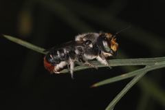 Megachile ignita