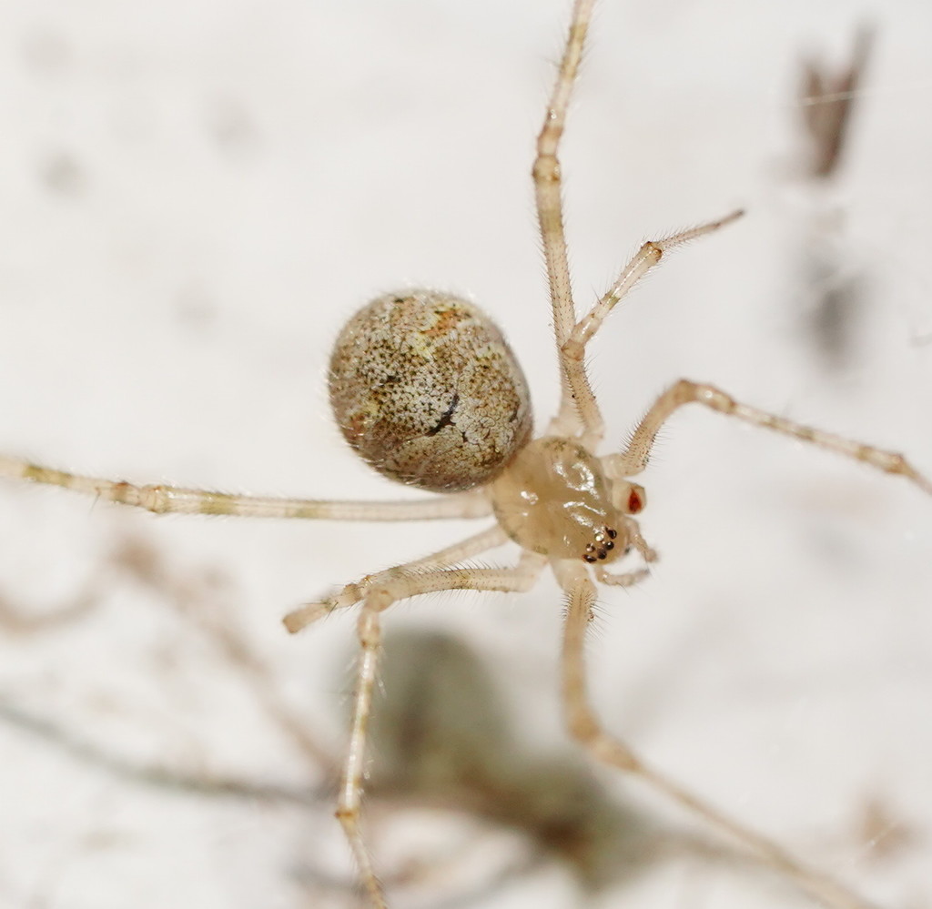 White porch spider