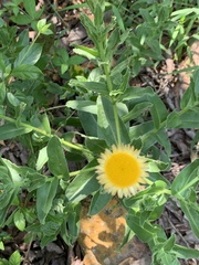Helichrysum edwardsii