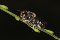 Megachile ignita