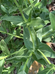 Helichrysum edwardsii