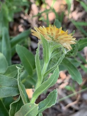Helichrysum edwardsii