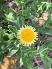 Helichrysum edwardsii
