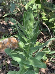 Helichrysum edwardsii