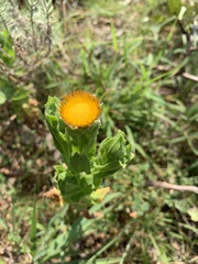 Helichrysum edwardsii