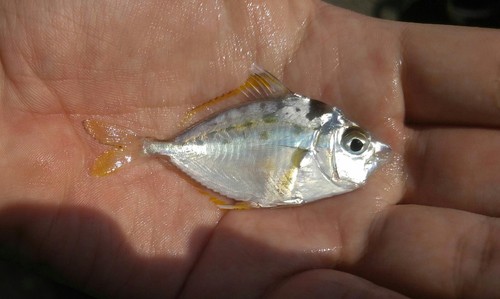 Oblong ponyfish (Nuchequula gerreoides) — Leiognathidae — 2