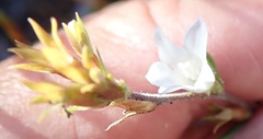 Prismatocarpus schlechteri