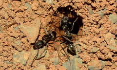 Ophthalmopone hottentota