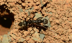 Ophthalmopone hottentota