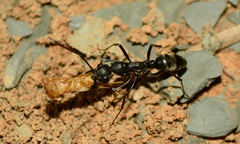 Ophthalmopone hottentota