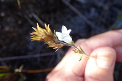 Prismatocarpus schlechteri