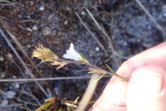 Prismatocarpus schlechteri