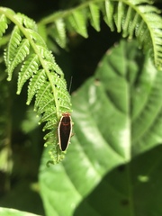 Pseudophyllodromia laticeps