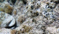 Lepidoblennius marmoratus