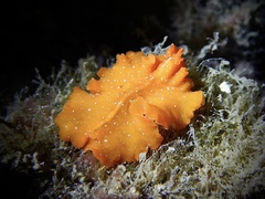 Phrikoceros baibaiye