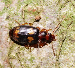 Philophlaeus
