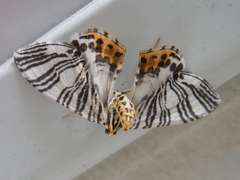 Callabraxas compositata