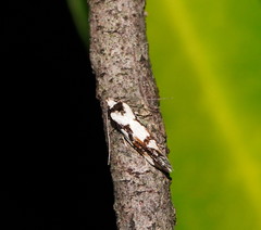 Machetis aphrobola