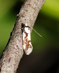 Machetis aphrobola