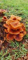 Gymnopilus