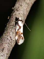 Machetis aphrobola