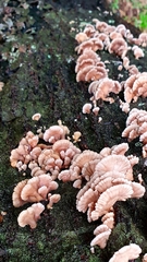 Schizophyllum commune