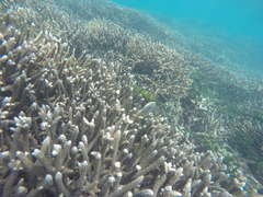 Chaetodon trifasciatus